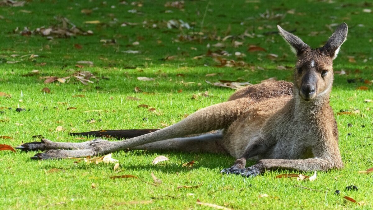 寝そべるカンガルー