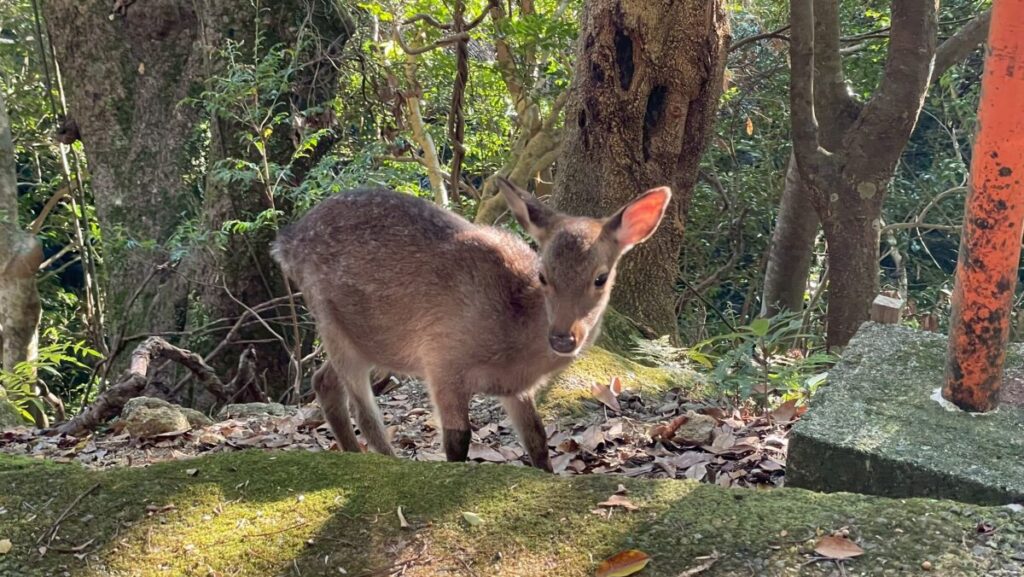 屋久島の鹿