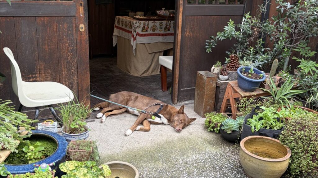 寝ている犬